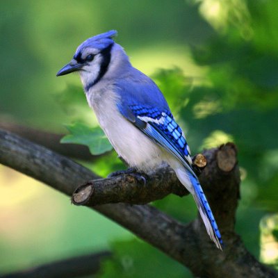 Blue Jay - Stone Harbor Bird Sanctuary