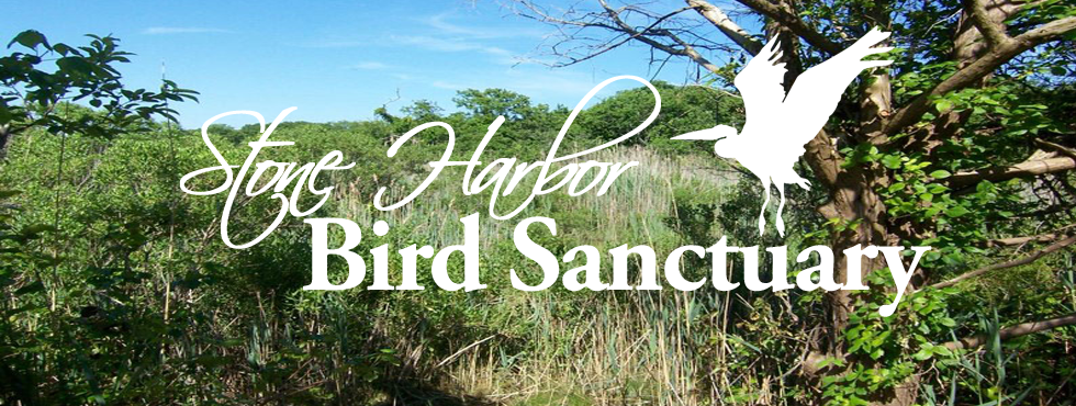 Bird sanctuary best sale cape may